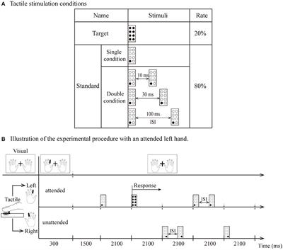 Stimulus Intervals Modulate the Balance of Brain Activity in the Human Primary Somatosensory Cortex: An ERP Study